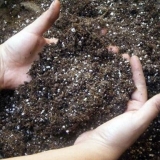 Šta učiniti ako krastavci loše rastu u stakleniku